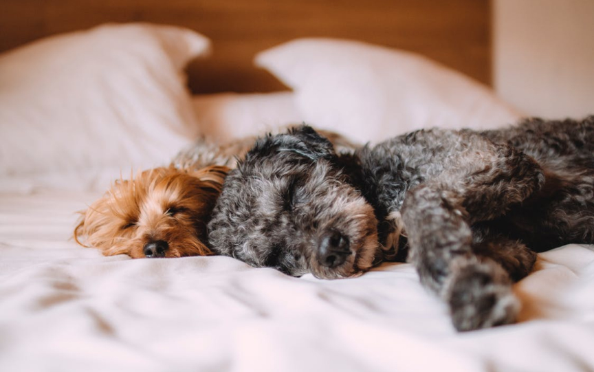 how is sleep apnea in dogs treated